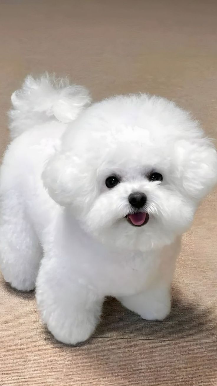 Different Dog breeds